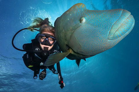 Great Barrier Reef Snorkeling And Diving Cruise From Cairns - Great Ocean Road Tourism 0