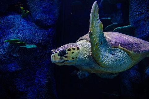Sydney Attractions Pass: SEA LIFE Aquarium, Sydney Tower Eye, WILD LIFE Zoo And Madame Tussauds - Great Ocean Road Tourism 1