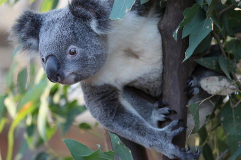 Sydney Attractions Pass: SEA LIFE Aquarium, Sydney Tower Eye, WILD LIFE Zoo And Madame Tussauds - Great Ocean Road Tourism 2