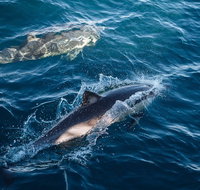 Sydney Whale-Watching Cruise - Great Ocean Road Tourism