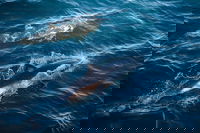 Sydney Whale-Watching Cruise