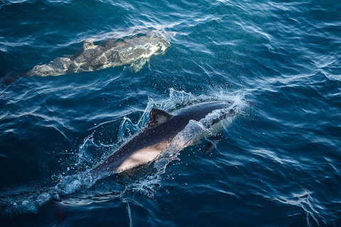Sydney Whale-Watching Cruise - Great Ocean Road Tourism 0