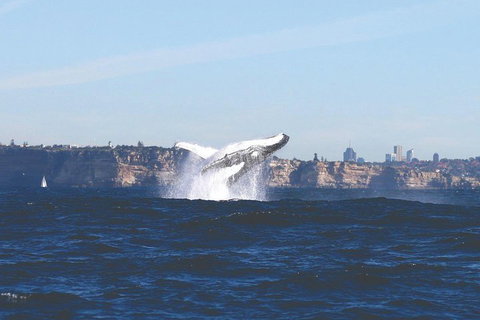Sydney Whale-Watching Cruise - Great Ocean Road Tourism 3