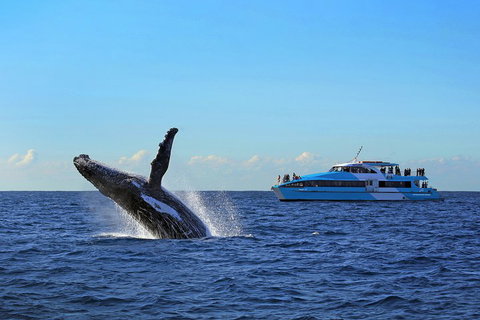 Sydney Whale-Watching Cruise - Great Ocean Road Tourism 5