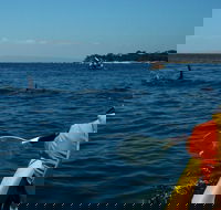 Mornington Peninsula Kayak Coastline Tour of Dolphin Sanctuary - Great Ocean Road Tourism