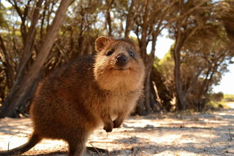 Wave Rock & Rottnest Island - Air & Ground Tour - Great Ocean Road Tourism 0
