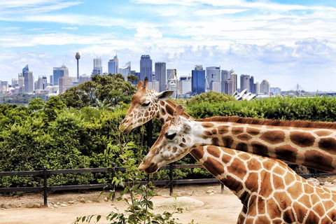 Go City | Sydney Explorer Pass With 20+ Attractions And Tours - Great Ocean Road Tourism 2
