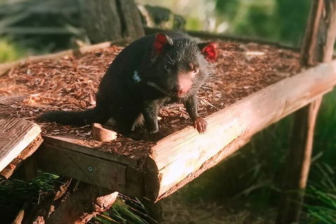 Bonorong Wildlife Park And Richmond Afternoon Tour From Hobart - Great Ocean Road Tourism 4