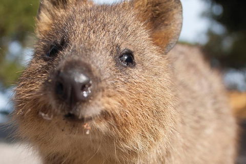 Seaplane Flights Perth To Rottnest Island And Return - Great Ocean Road Tourism 2