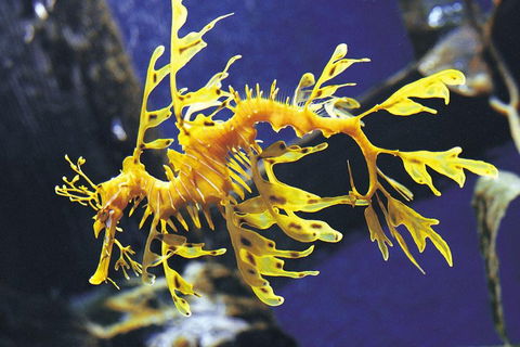 SEA LIFE Melbourne Aquarium Admission Ticket - Great Ocean Road Tourism 0