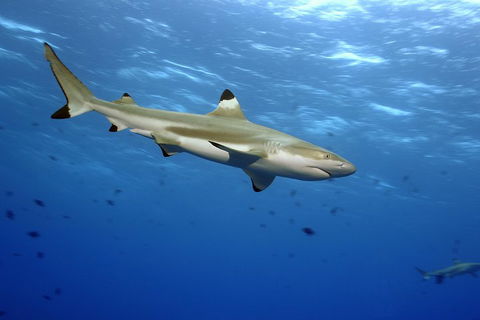 SEA LIFE Melbourne Aquarium Admission Ticket - Great Ocean Road Tourism 3