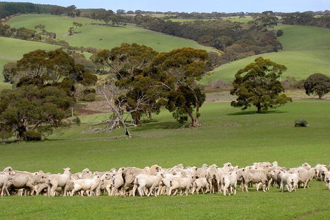 Kangaroo Island Luxury Small Group 'Island Life' Full Day Tour - Great Ocean Road Tourism 1