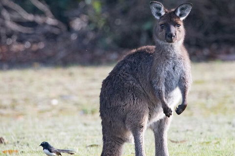 Kangaroo Island Luxury Small Group 'Island Life' Full Day Tour - Great Ocean Road Tourism 2