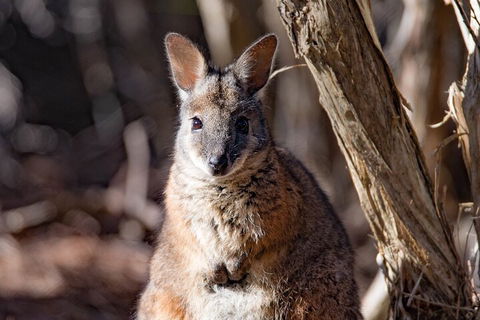 Kangaroo Island Luxury Small Group 'Island Life' Full Day Tour - Great Ocean Road Tourism 3