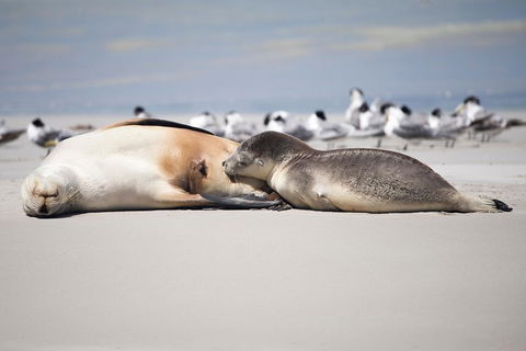 Kangaroo Island Luxury Small Group 'Island Life' Full Day Tour - Great Ocean Road Tourism 5