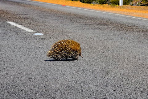 Kangaroo Island Luxury Small Group 'Flinders Chase Focus' Full Day Tour - Great Ocean Road Tourism 3