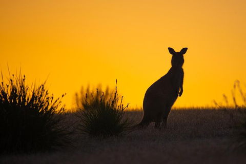 Kangaroo Island Luxury Small Group 'Flinders Chase Focus' Full Day Tour - Great Ocean Road Tourism 5