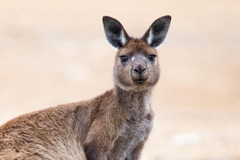 Kangaroo Island Luxury Small Group 'East End Explorer' Full Day Tour - Great Ocean Road Tourism 1