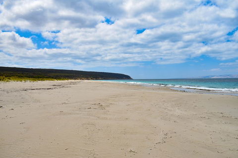 Kangaroo Island Luxury Small Group 'East End Explorer' Full Day Tour - Great Ocean Road Tourism 3