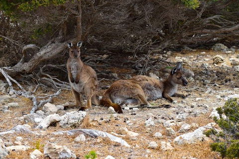Kangaroo Island Luxury Small Group 'East End Explorer' Full Day Tour - Great Ocean Road Tourism 4