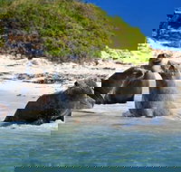 Dolphin Penguin and Sea Lion Cruise - Great Ocean Road Tourism