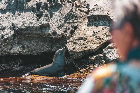 Adventure Rottnest Tour With Ferry & Adventure Cruise From Perth Or Fremantle - Great Ocean Road Tourism 1