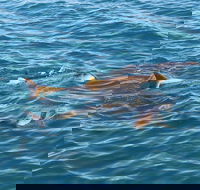 Roebuck Bay Snubfin Dolphin Cruise - Great Ocean Road Tourism