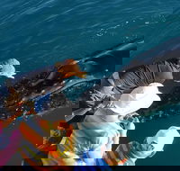 AOC Whale Watching from Broome - Great Ocean Road Tourism