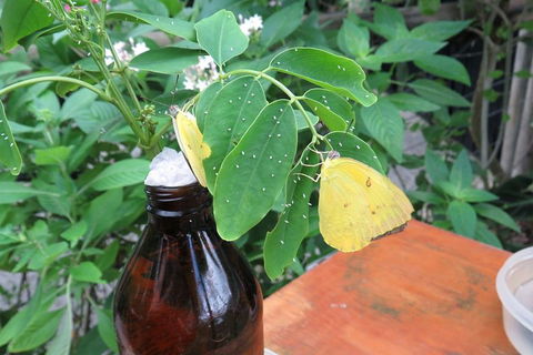 Australian Butterfly Sanctuary- Virtual Interactive Tour With Private Guide - Great Ocean Road Tourism 0