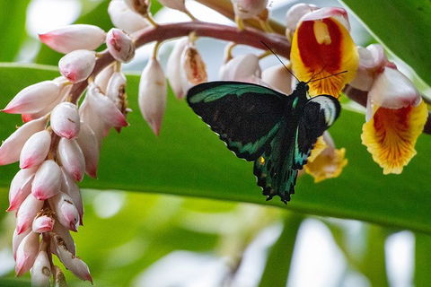 Australian Butterfly Sanctuary- Virtual Interactive Tour With Private Guide - Great Ocean Road Tourism 2