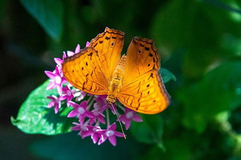 Australian Butterfly Sanctuary- Virtual Interactive Tour With Private Guide - Great Ocean Road Tourism 3