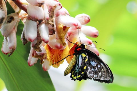 Australian Butterfly Sanctuary- Virtual Interactive Tour With Private Guide - Great Ocean Road Tourism 5