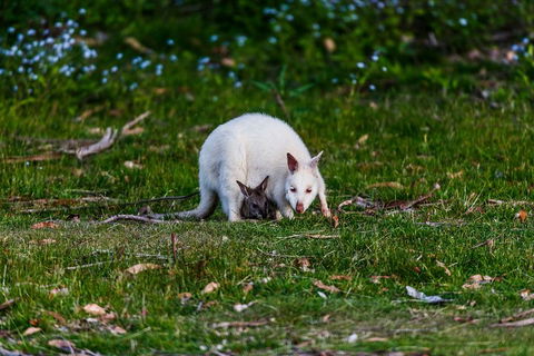 Bruny Island Traveller - Gourmet Tasting And Sightseeing Day Trip From Hobart - Great Ocean Road Tourism 3