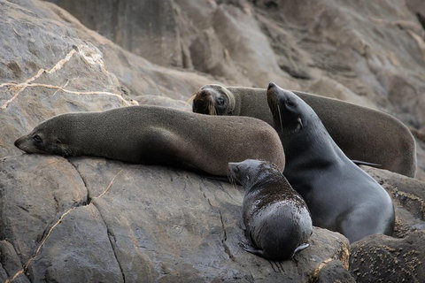 Kangaroo Island Ocean Safari - Snorkeling Safari - Great Ocean Road Tourism 0