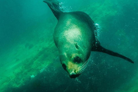 Kangaroo Island Ocean Safari - Snorkeling Safari - Great Ocean Road Tourism 1