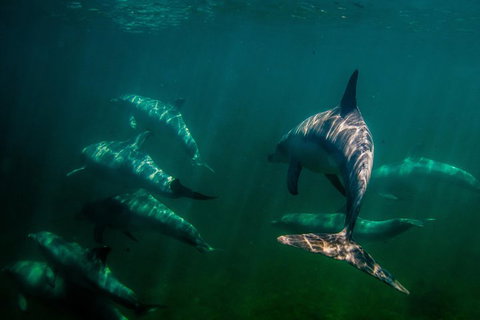 Kangaroo Island Ocean Safari - Snorkeling Safari - Great Ocean Road Tourism 2
