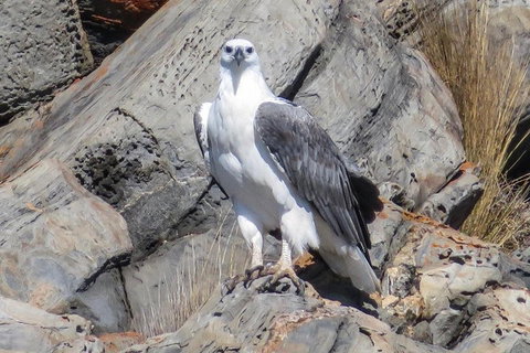 Kangaroo Island Ocean Safari - Snorkeling Safari - Great Ocean Road Tourism 4