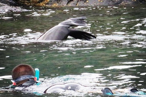 Kangaroo Island Ocean Safari - Snorkeling Safari - Great Ocean Road Tourism 5