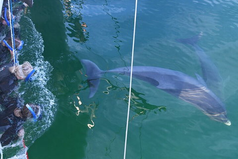 Dolphin Cruise From Adelaide With Optional Dolphin Swim - Great Ocean Road Tourism 0