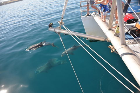 Dolphin Cruise From Adelaide With Optional Dolphin Swim - Great Ocean Road Tourism 1