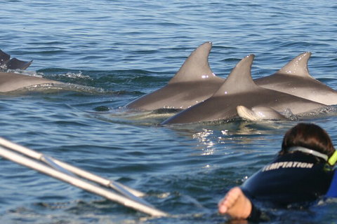 Dolphin Cruise From Adelaide With Optional Dolphin Swim - Great Ocean Road Tourism 2