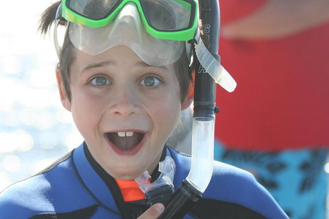 Dolphin Cruise From Adelaide With Optional Dolphin Swim - Great Ocean Road Tourism 3