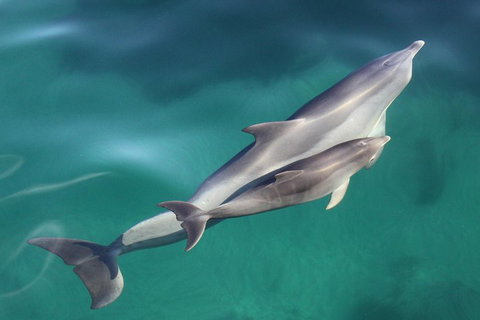 Dolphin Cruise From Adelaide With Optional Dolphin Swim - Great Ocean Road Tourism 4