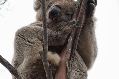 2-Day Kangaroo Island 4WD Small-Group Tour From Adelaide - Great Ocean Road Tourism 0