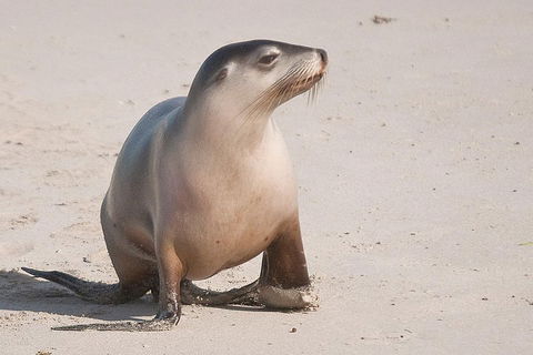 2-Day Kangaroo Island 4WD Small-Group Tour From Adelaide - Great Ocean Road Tourism 4