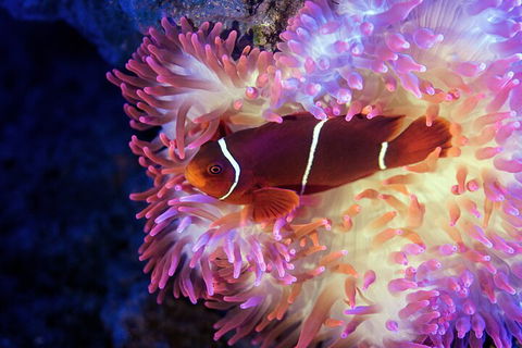 Cairns Aquarium By Twilight With 3-Course Dinner - Great Ocean Road Tourism 0