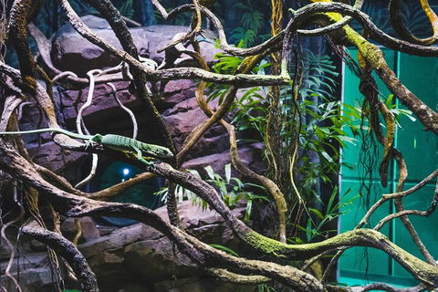 Cairns Aquarium By Twilight With 3-Course Dinner - Great Ocean Road Tourism 2