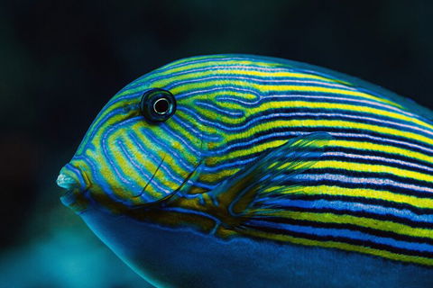 Cairns Aquarium By Twilight With 3-Course Dinner - Great Ocean Road Tourism 5