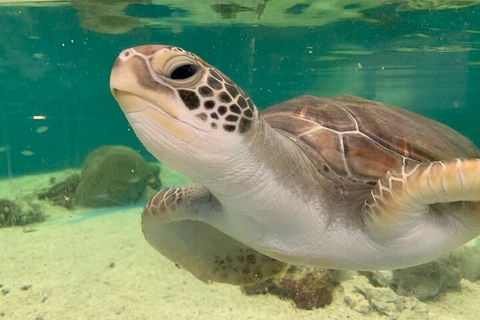 Cairns Aquarium Marine Life Encounter Ticket With 2-Course Lunch - Great Ocean Road Tourism 0