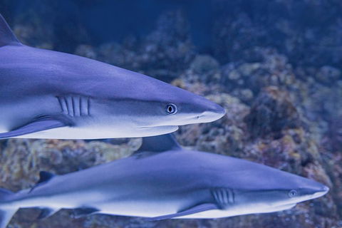 Cairns Aquarium Dive With The Sharks - Great Ocean Road Tourism 1